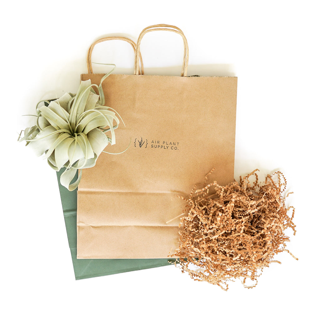 medium tillandsia xerographica air plant with gift bag