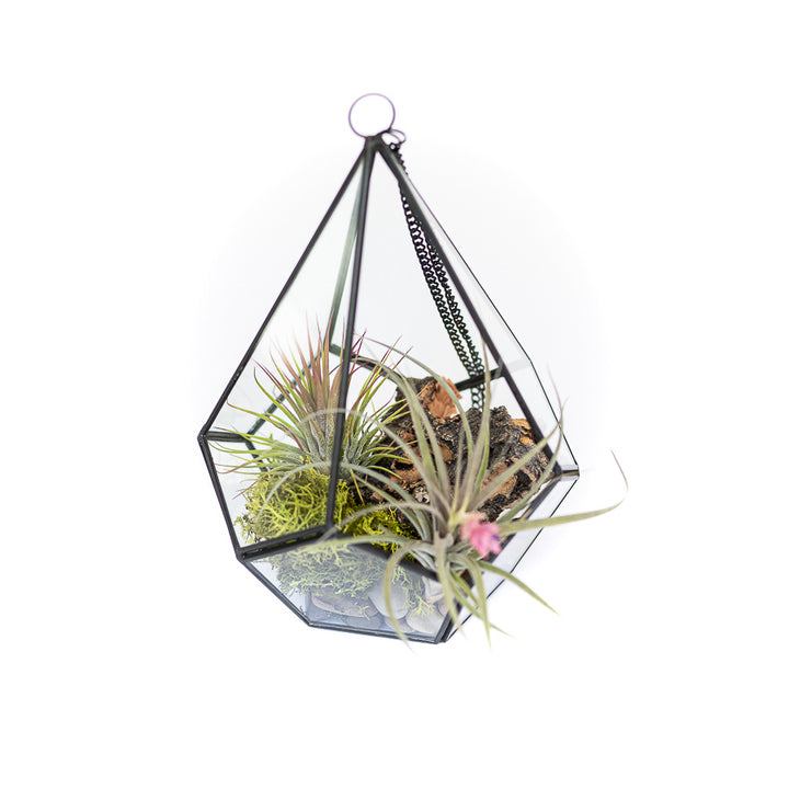 glass diamond terrarium with stones, moss, wood accent and tillandsia air plants