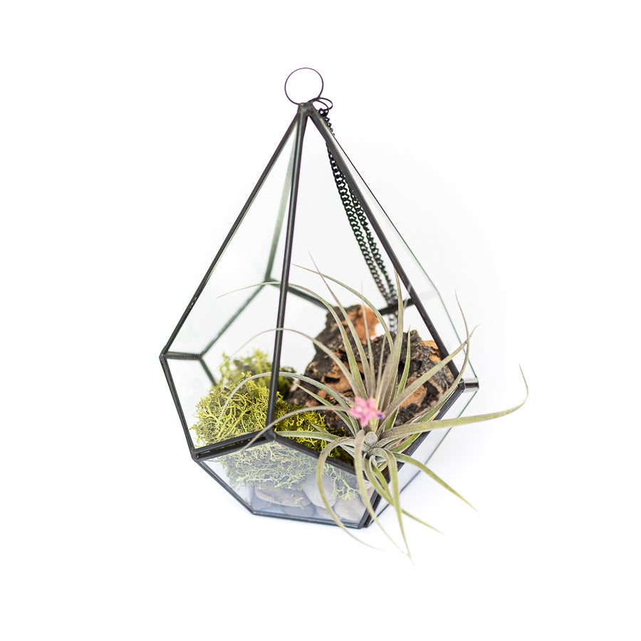 multifaceted glass diamond terrarium with black metal accents containing river rocks, moss and cork bark and tillandsia stricta air plant