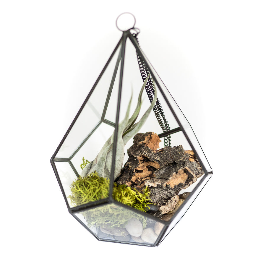 multifaceted glass diamond terrarium with black metal accents containing river rocks, moss and cork bark and tillandsia caput medusae air plant