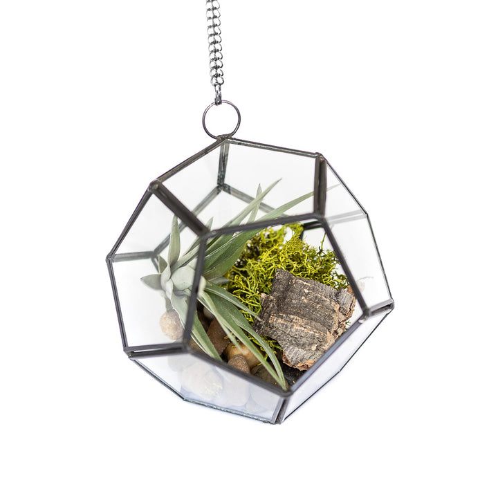 multifaceted glass pentagon shaped terrarium with black metal accents containing stones, moss, cork bark and tillandsia velutina air plant