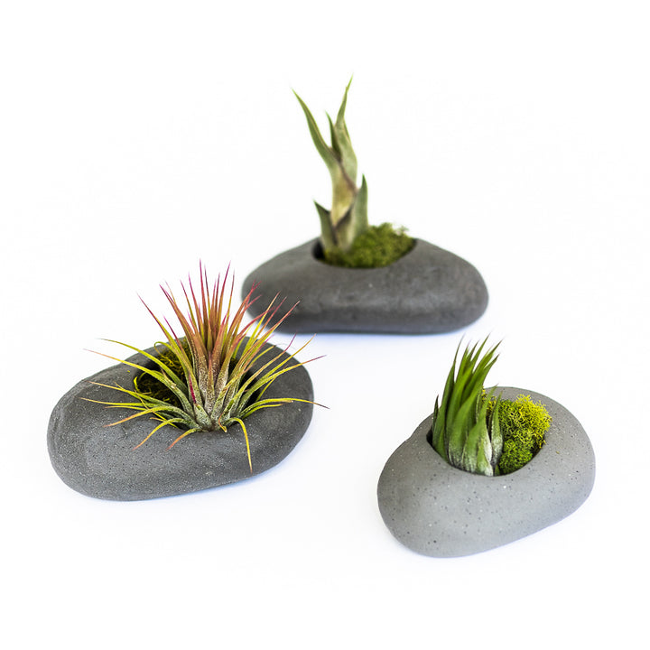 three grey ceramic plant holders with assorted tillandsia air plants