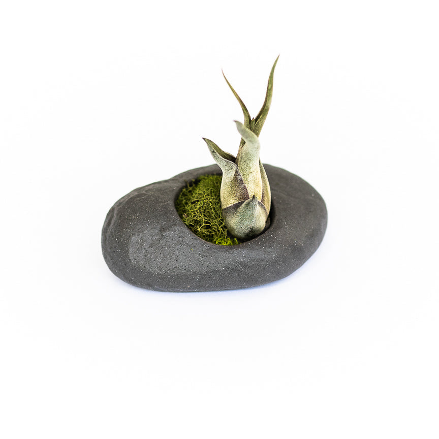 grey ceramic stone plant holder with moss and tillandsia caput medusae air plant