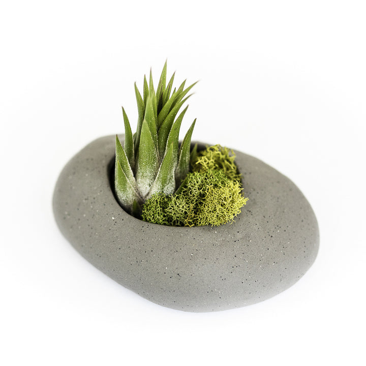 grey ceramic stone plant holder with moss and tillandsia ionantha scaposa air plant