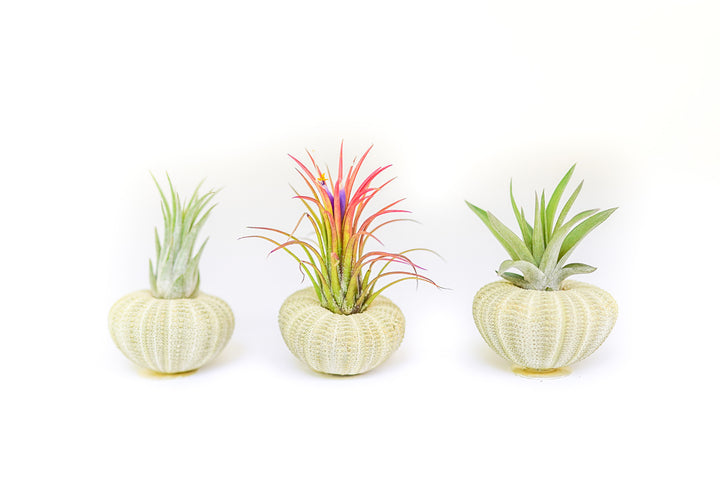 three green urchins with assorted tillandsia air plants