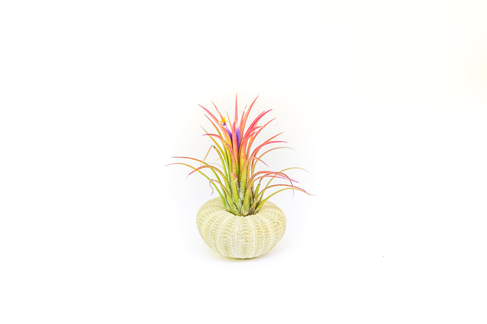 green urchin with blushing and blooming tillandsia ionantha fuego air plant