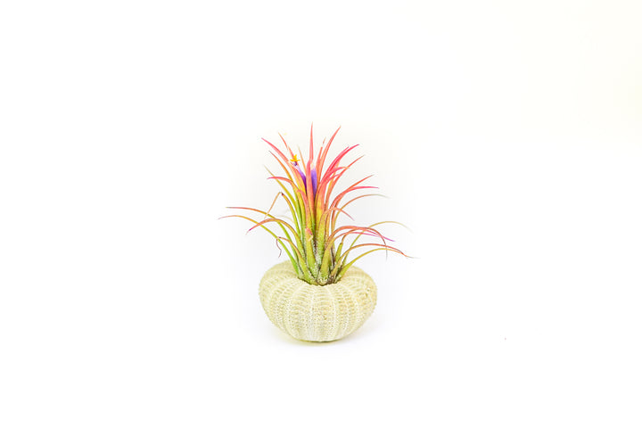 green urchin with blushing and blooming tillandsia fuego air plant