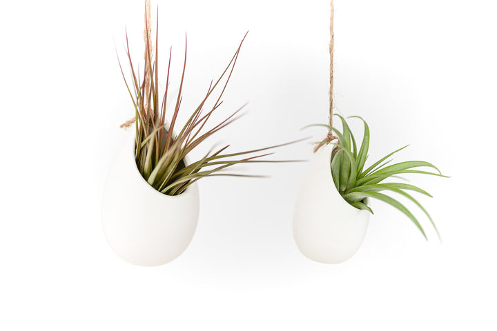 two large ivory ceramic vases with assorted tillandsia air plants hanging by hemp string