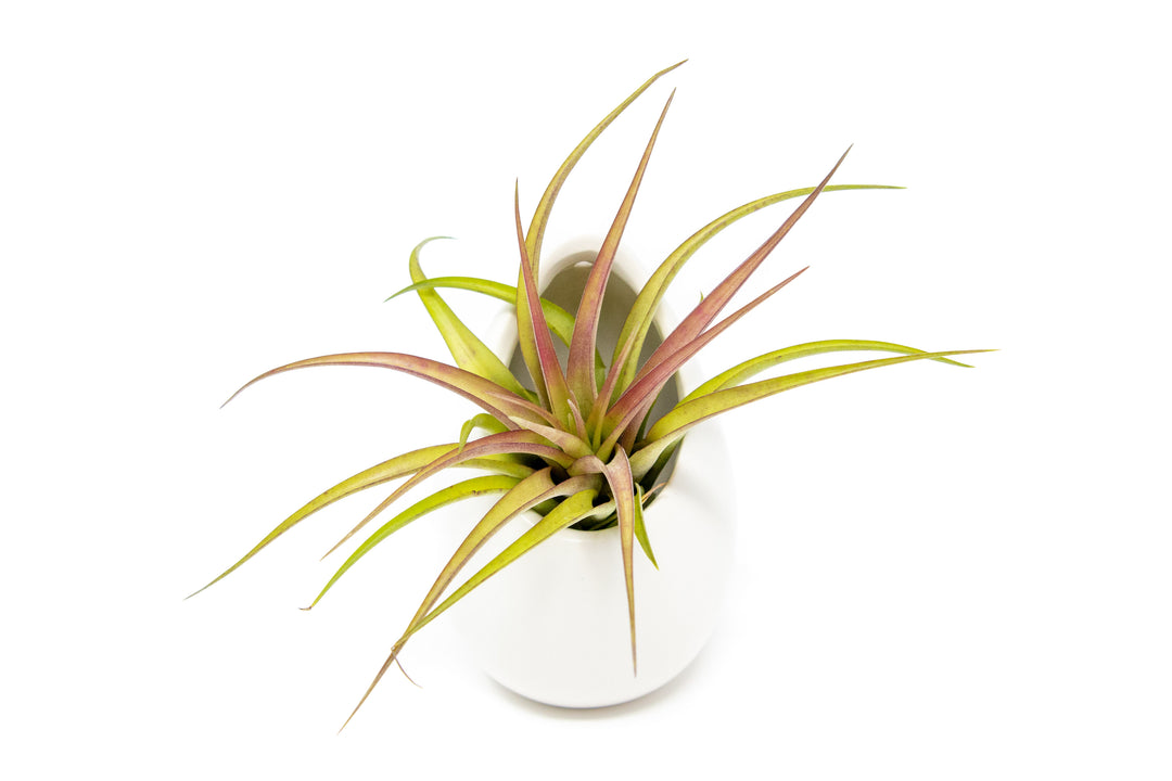 Wholesale Special - Large Ivory Ceramic Container with Large Assorted Tillandsia Air Plants