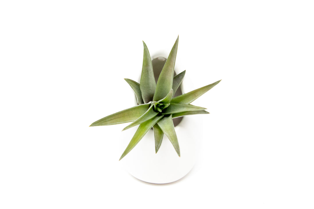 Small Ivory Ceramic Container - Choose Your Custom Tillandsia Air Plant