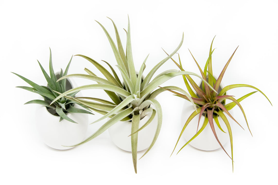 Wholesale Special - Large Ivory Ceramic Container with Large Assorted Tillandsia Air Plants