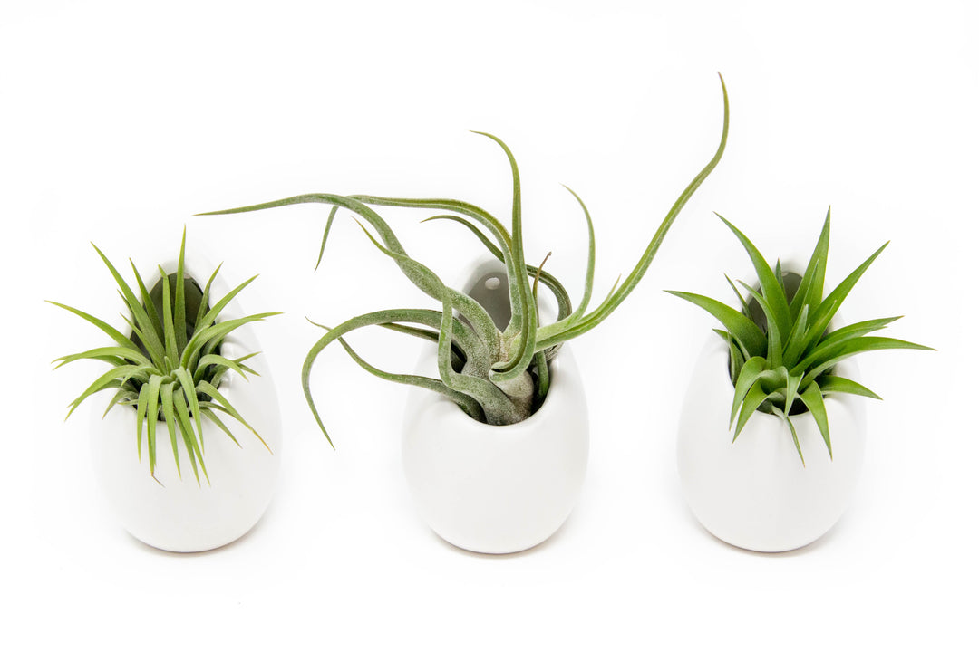 Wholesale Special - Small Ivory Ceramic Container with Assorted Tillandsia Air Plant