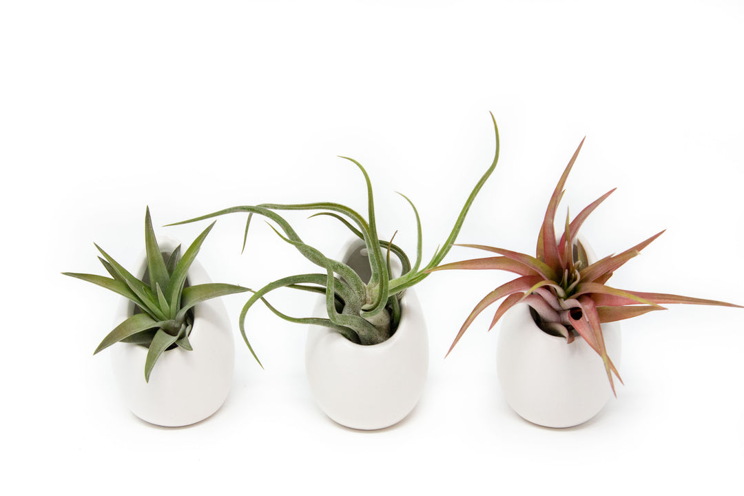 Sets of 3 or 6 Small Ivory Ceramic Vases with Tillandsia Red Abdita, Velutina and Caput Medusae Air Plants