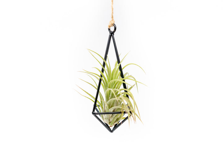 hanging metal pendant with tillandsia ionantha rubra air plant hanging by hemp string