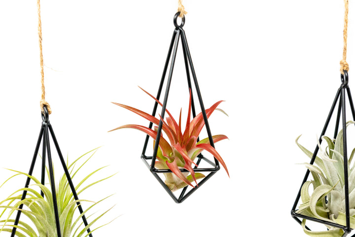 three hanging metal pendants with assorted tillandsia air plants hanging by hemp string