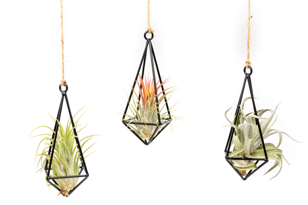 three metal pendants with assorted tillandsia air plants hanging with hemp string