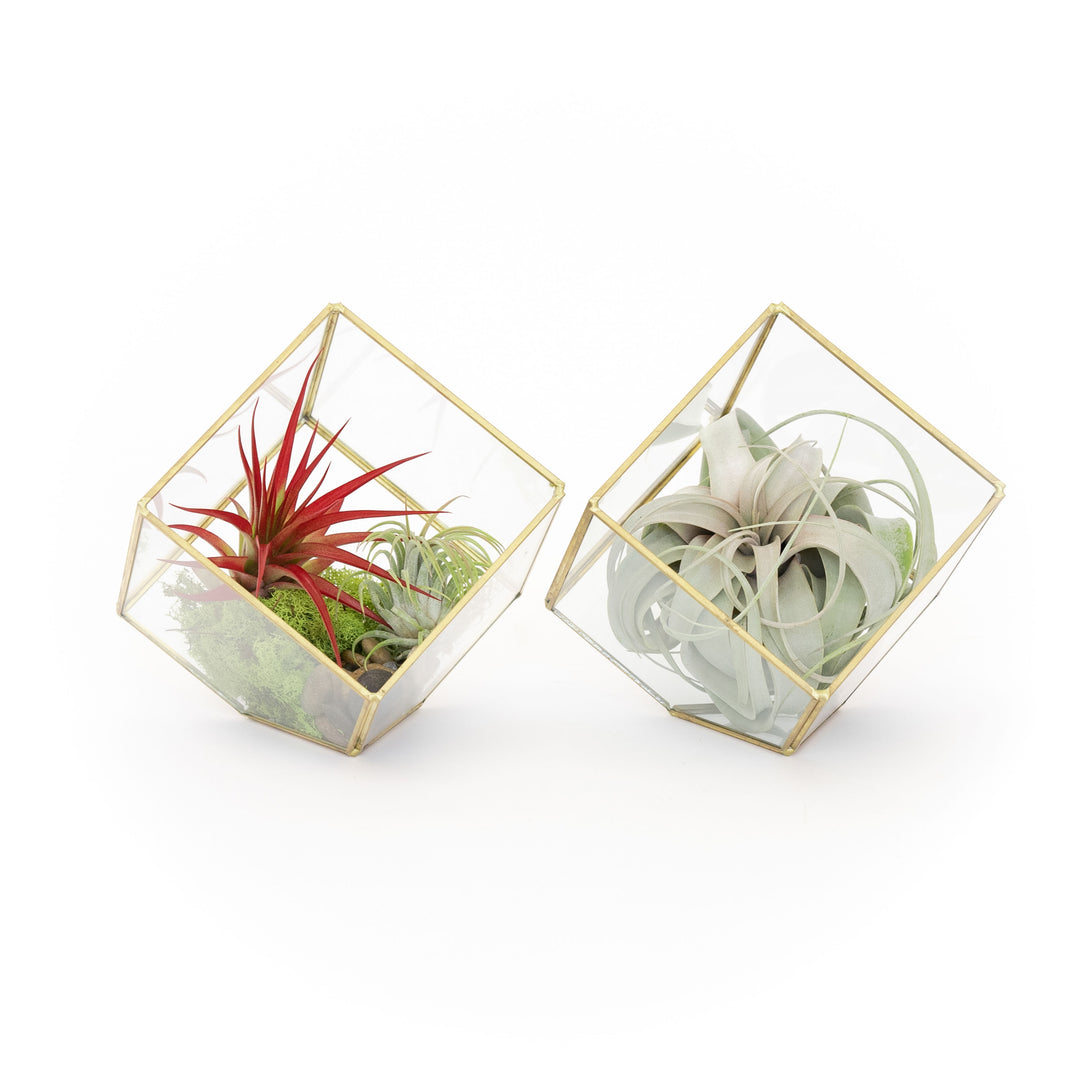 Two heptahedron glass terrariums with gold accents. One containing moss, stones, red abdita and ionantha, the other a tillandsia xerographica. 