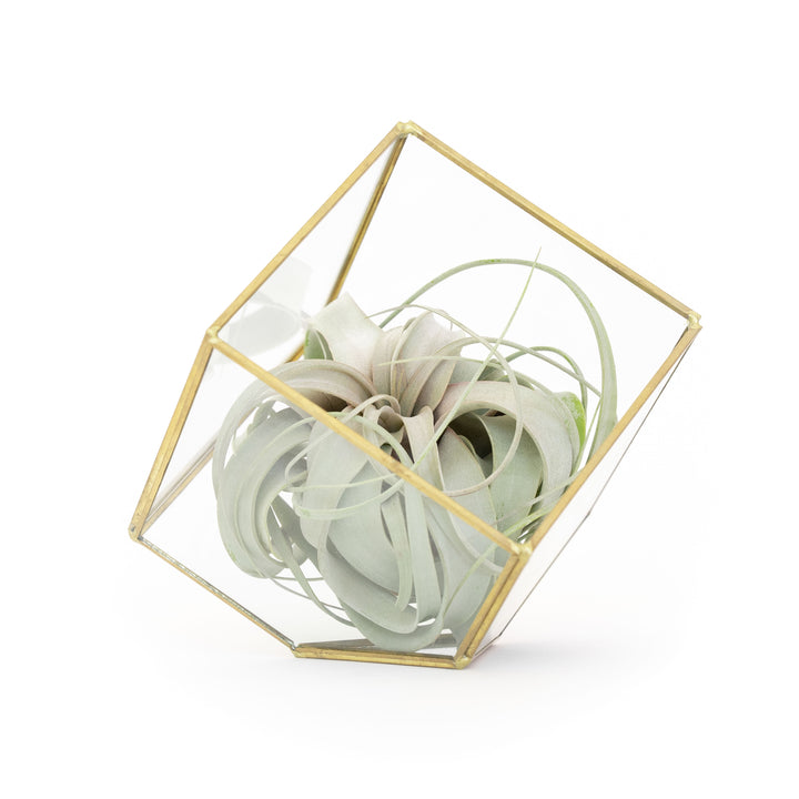 Heptahedron glass terrarium with gold accents containing tillandsia xerographica air plant