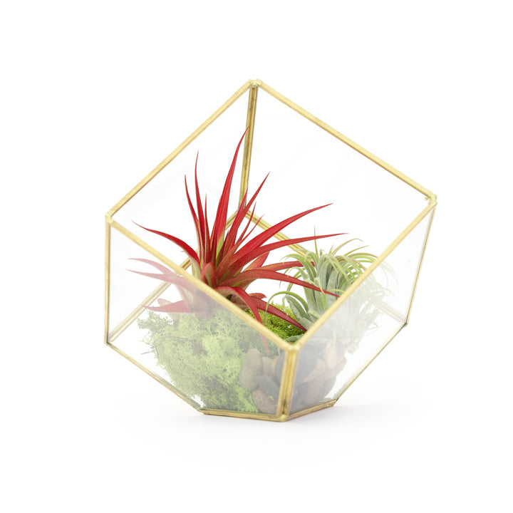 Heptahedron Geometric Glass Terrarium with Moss, Stones and Assorted Tillandsia Air Plants