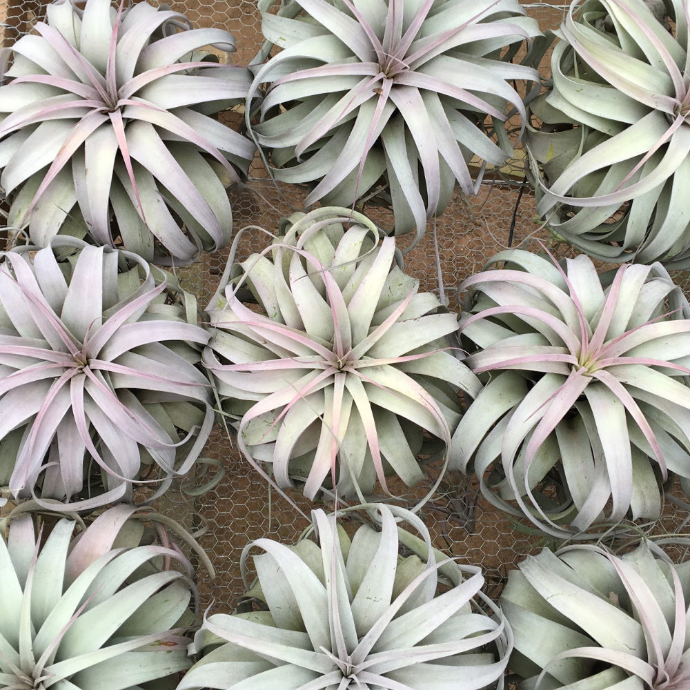 SALE Spectacular Jumbo Tillandsia Xerographica Air Plants 40 Off