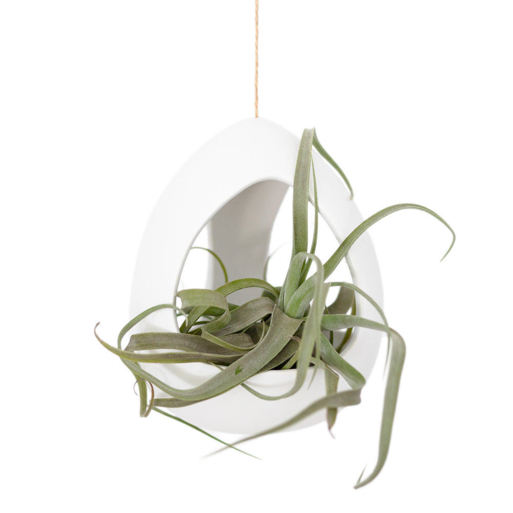large white ceramic pod hanging by hemp string with a tillandsia streptophylla air plant inside