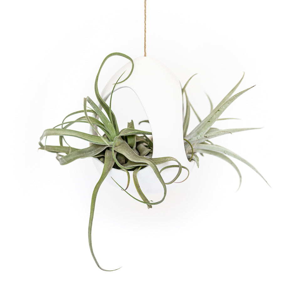 large white ceramic pod hanging by hemp string with a tillandsia streptophylla and Harrisii air plants inside