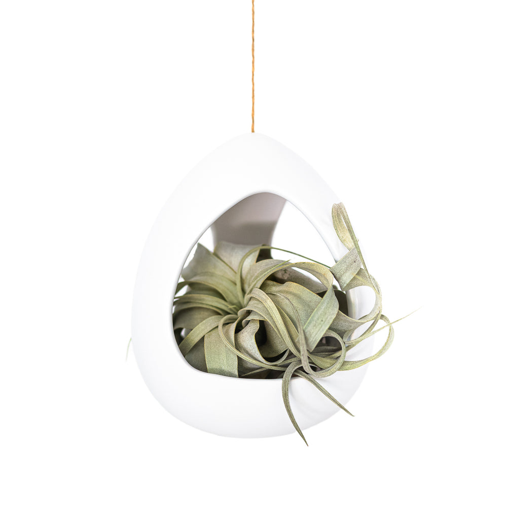 large white ceramic pod hanging by a  hemp string with a mini tillandsia xerographica air plant inside