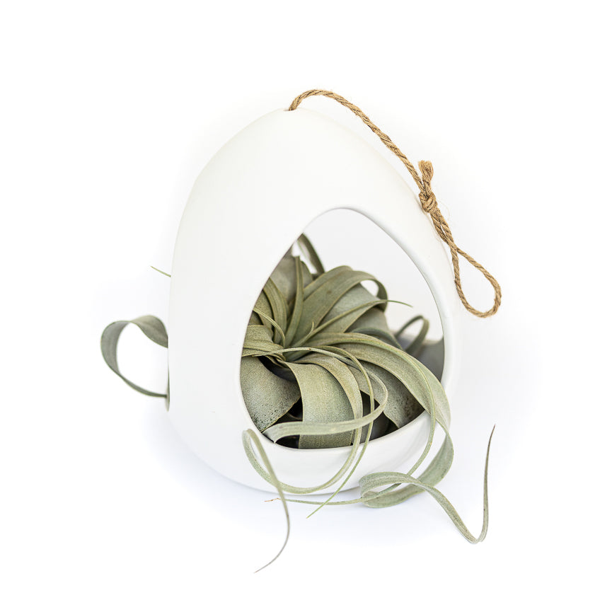 large white ceramic pod with hemp string and mini tillandsia xerographica air plant inside