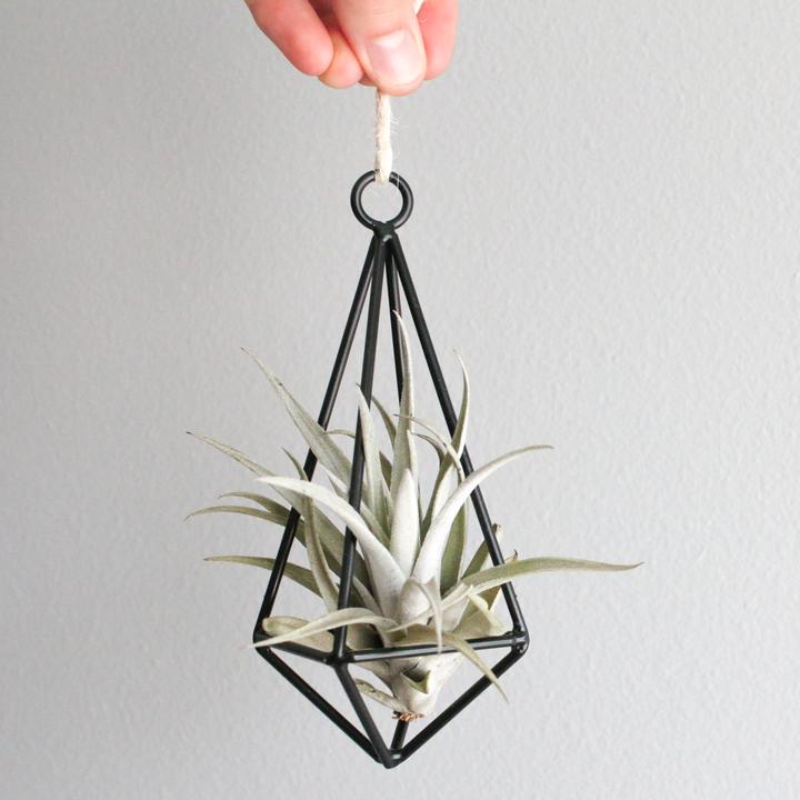 hanging metal pendant with tillandsia harrisii air plant