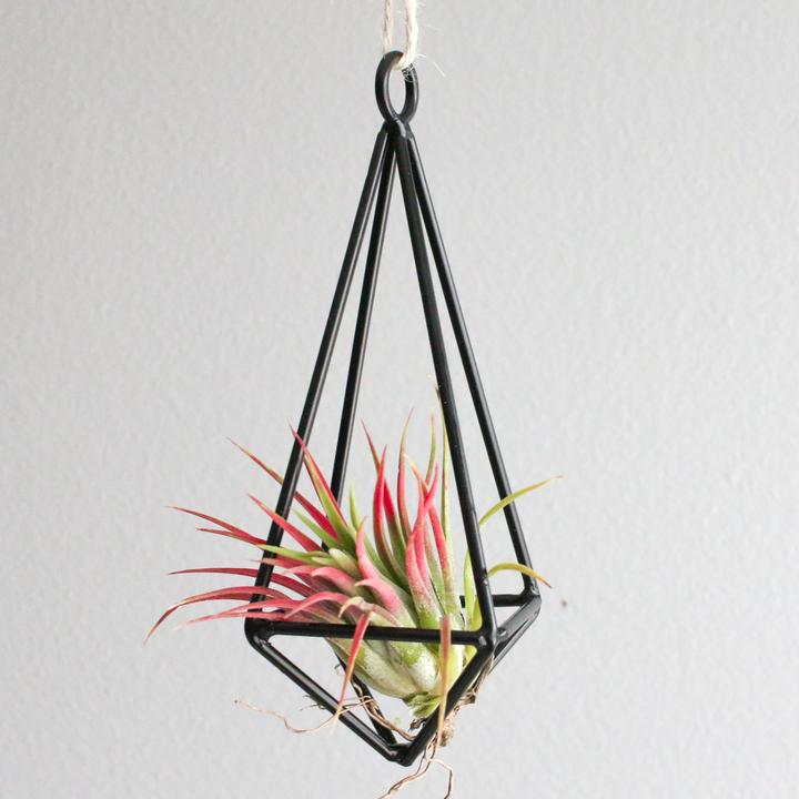 hanging metal pendant with blushing tillandsia ionantha air plant