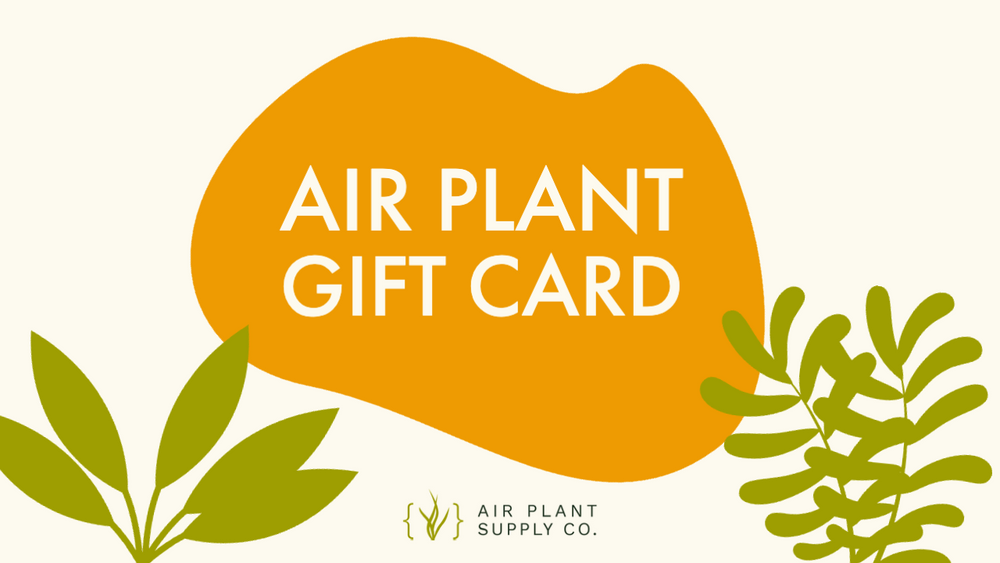 air plant gift card