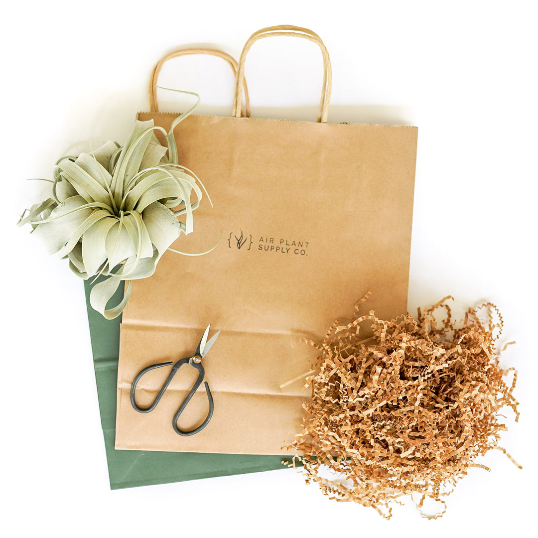 branded gift bag with crinkle paper and tillandsia air plants