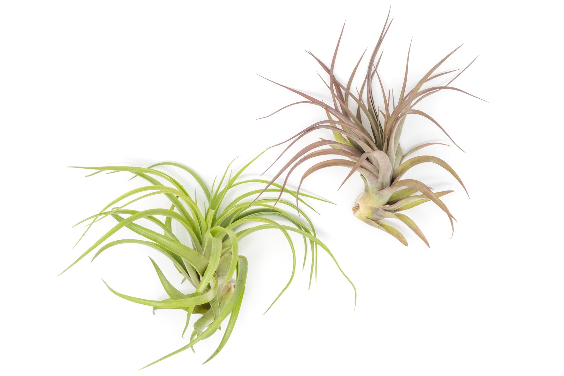 Wholesale - XL Tillandsia Abdita Brachycaulos Air Plants / 7-9 Inch Pl