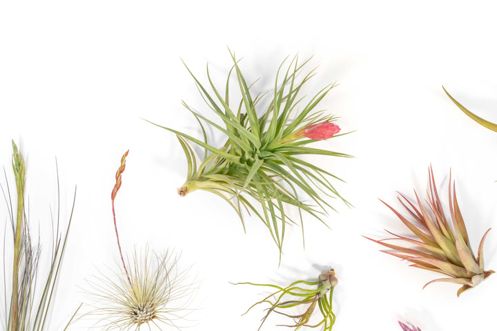 blushing and blooming assorted tillandsia air plants