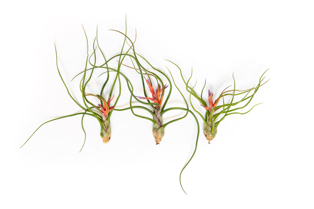 three large blooming bulbosa belize air plants