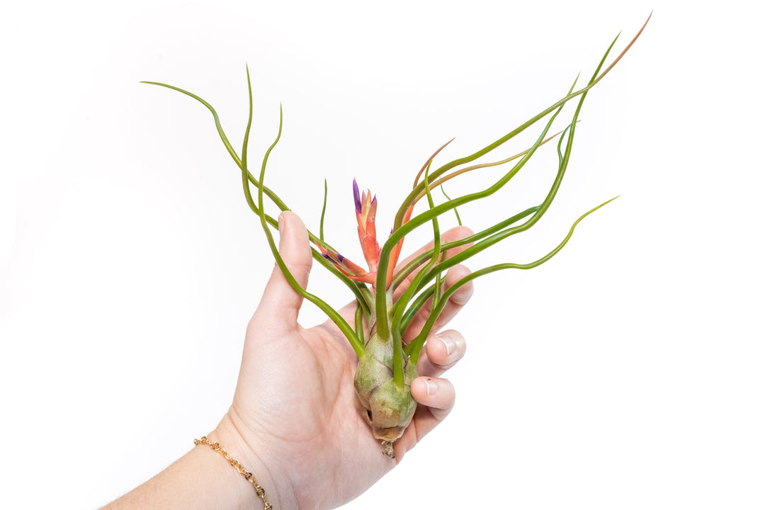 hand holding blooming tillandsia bulbosa belize air plant