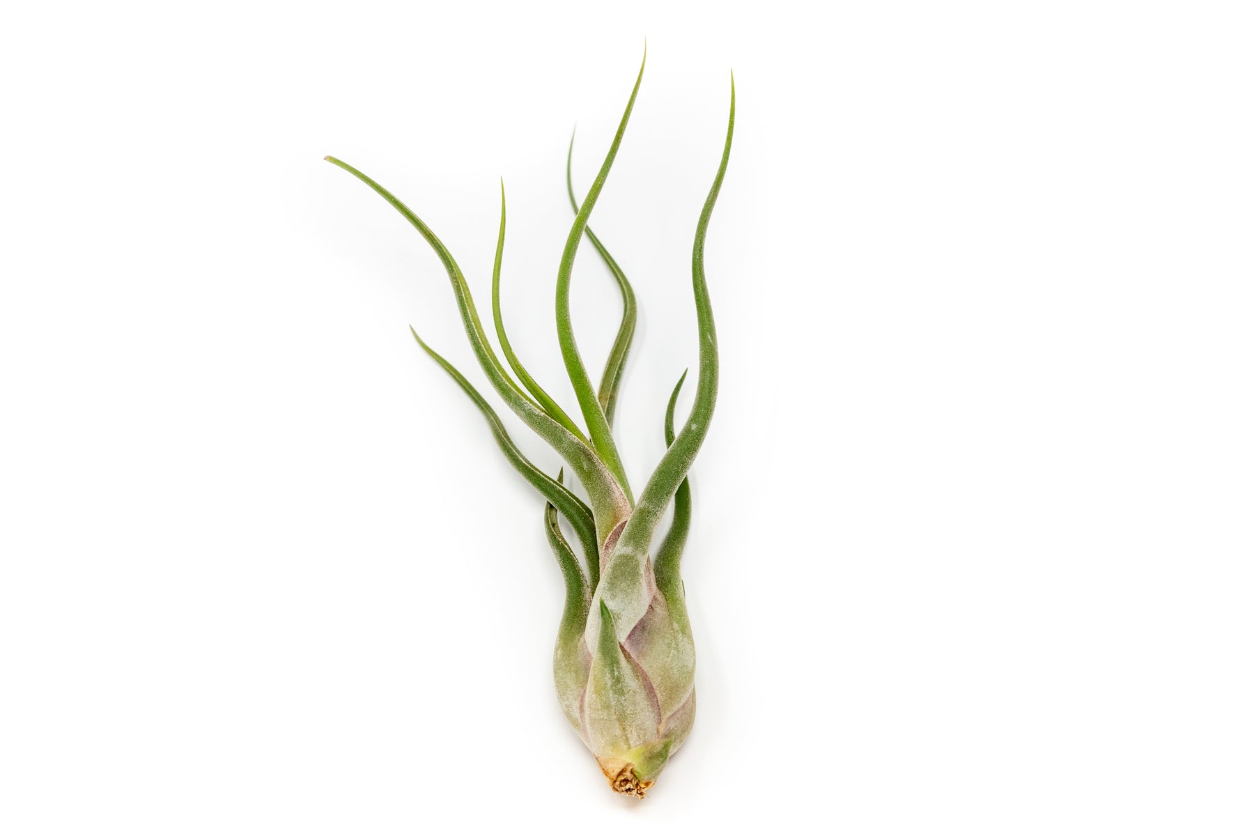 Caput Medusae