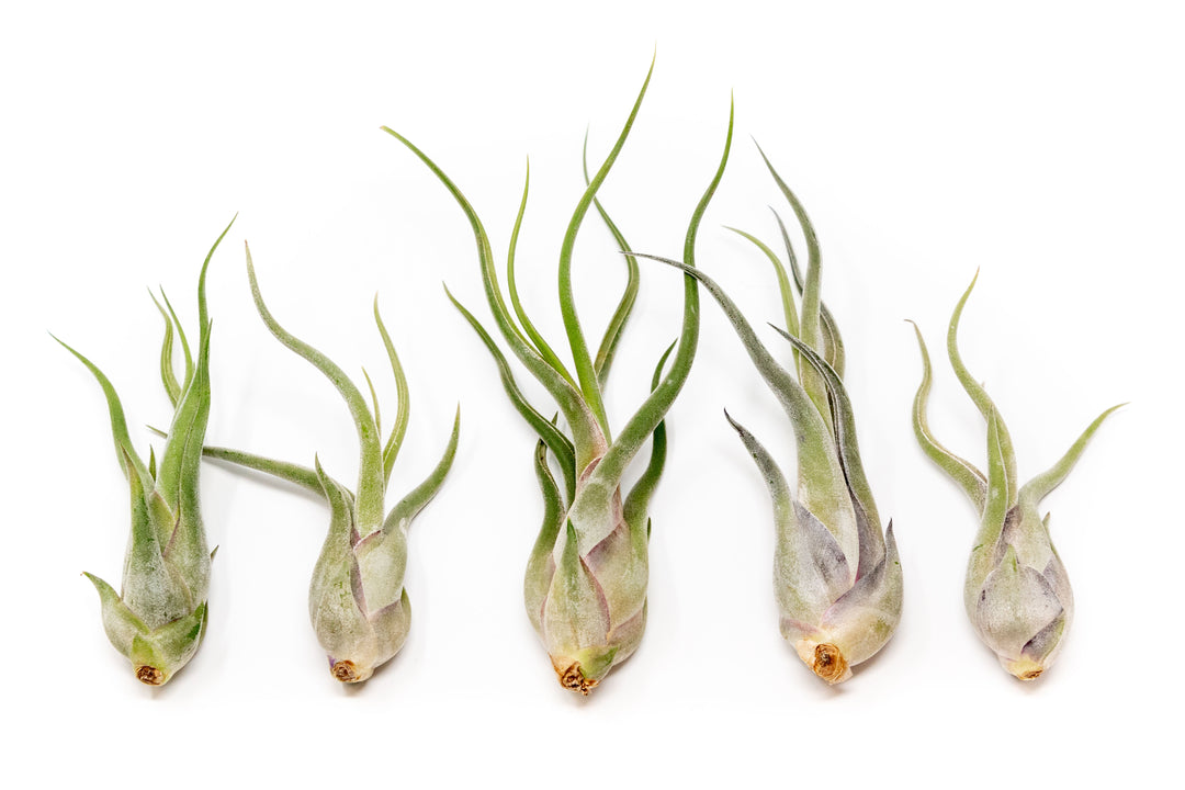 five tillandsia caput medusae air plants