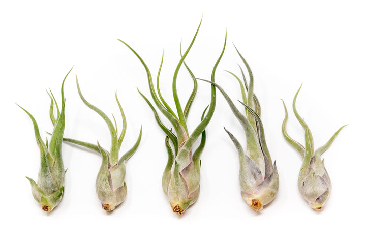 five tillandsia caput medusae air plants