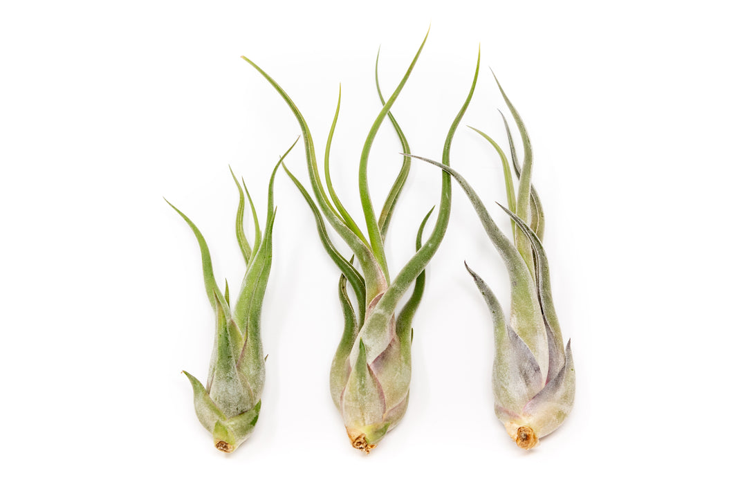 three tillandsia caput medusae air plants