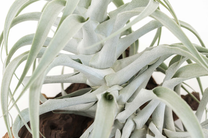 Tillandsia Cacticola Long Form Silver Air Plants
