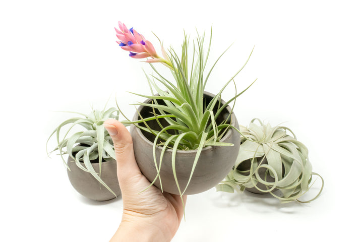 three charcoal clay containers with assorted premium tillandsia air plants