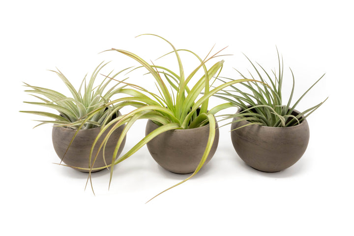 three charcoal clay containers with premium tillandsia air plants