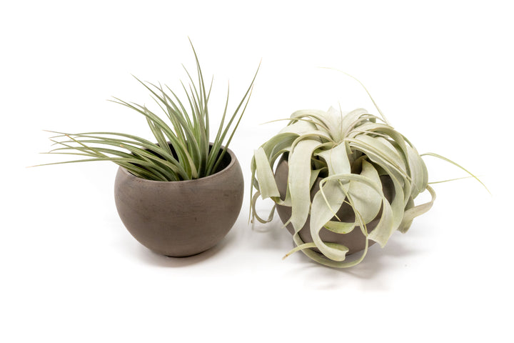 2 charcoal clay containers with tillandsia stricta and xerographica air plants