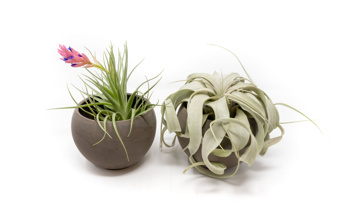 2 charcoal clay containers with tillandsia blooming stricta and xerographica air plants