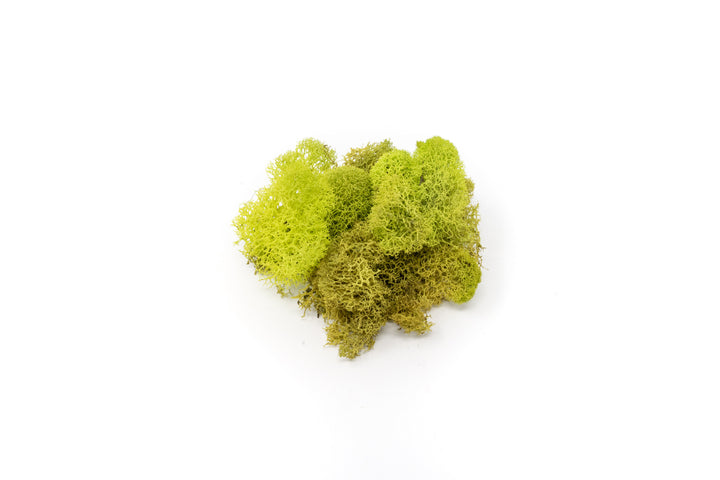 Wholesale - Chartreuse Reindeer Moss