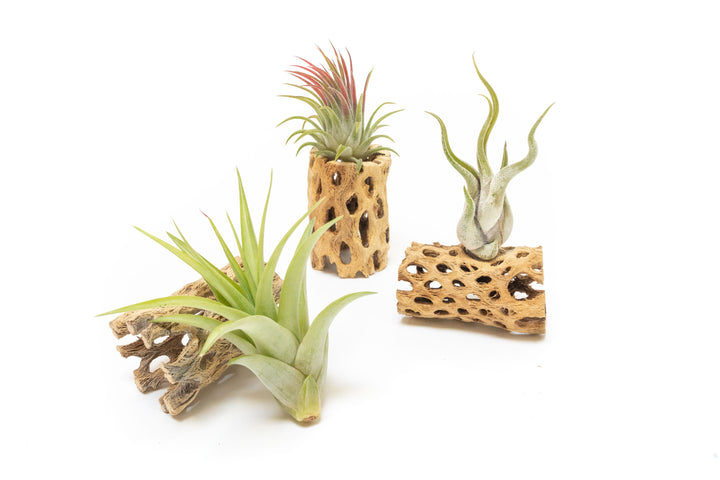 three 3 inch cholla wood containers with assorted tillandsia ionantha air plants