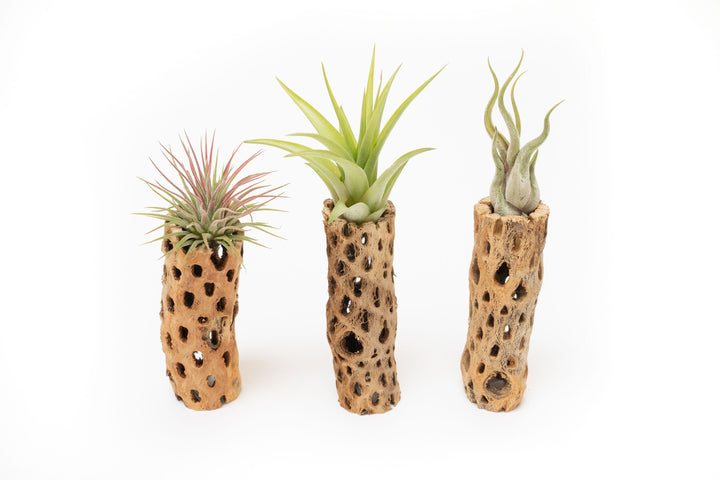 three 6 inch cholla wood containers with assorted tillandsia air plants