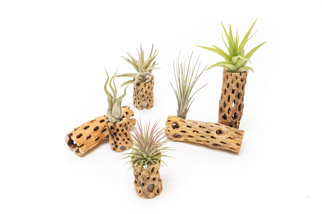 3 and 6 inch cholla wood containers with assorted tillandsia air plants