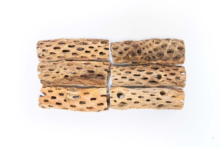 Wholesale - Natural Cholla Wood Container - 6 Inches Tall